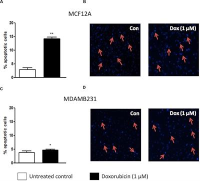 Amino Acid Starvation Sensitizes Resistant Breast Cancer to Doxorubicin-Induced Cell Death